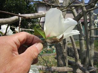 コブシ